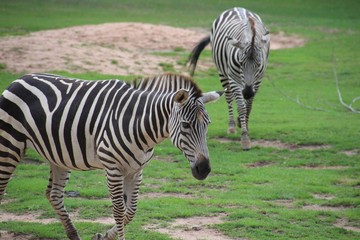 Fototapeta na wymiar Zebra in seitlicher Ansicht