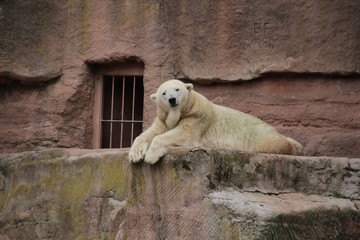 Eisbär mit neugierigem Blick in seitlicher Ansicht