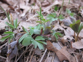 young plant in the garden