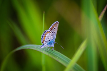 Macro shot of butterfly on grass on a meadow 