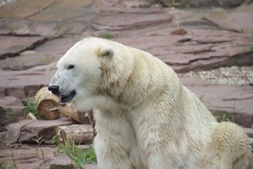 Eisb&auml;r mit neugierigem Blick auf Felsen