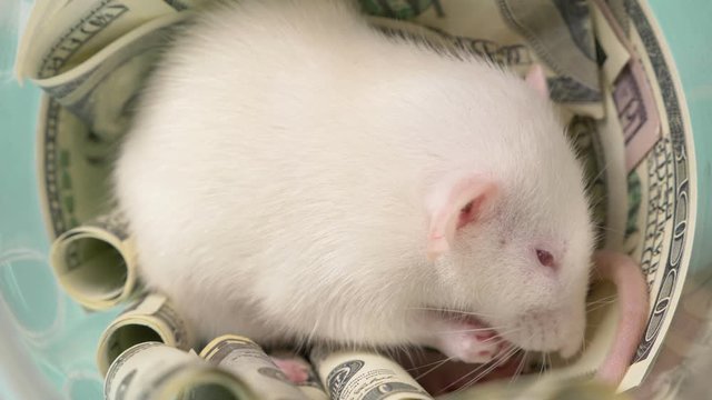 little white rat made a nest of dollars