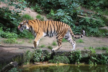 Fototapeta na wymiar Tiger während des Gehens in Ganzkörperaufnahme