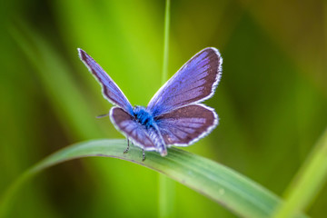 Macro shot of butterfly on grass on a meadow 