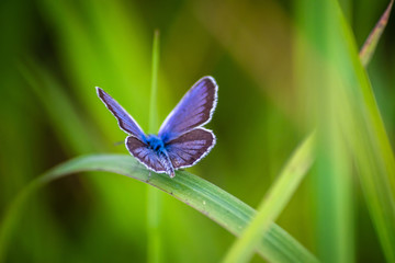Macro shot of butterfly on grass on a meadow 
