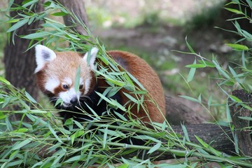 Kleiner Panda während des Fressens in seitlicher Nahaufnahme