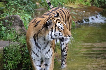 Fototapeta na wymiar Tiger mit Blick in die Ferne