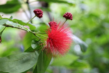 Rote Blüte in Nahaufnahme