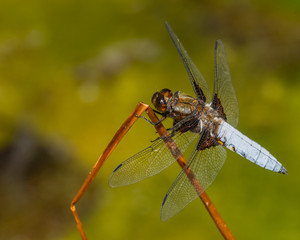 Libellula depressa L.