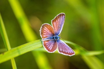 Fototapeta premium Macro shot of butterfly on grass on a meadow 