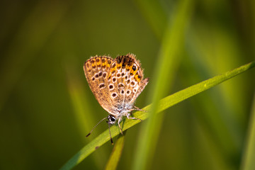 Fototapeta na wymiar Macro shot of butterfly on grass on a meadow 