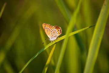 Macro shot of butterfly on grass on a meadow 