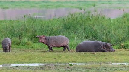 Hippopotamus, the mother and the young on the grass in Africa
