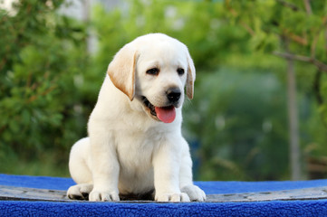 a labrador puppy on a blue background