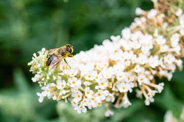Biene