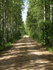 beautiful green birch alley