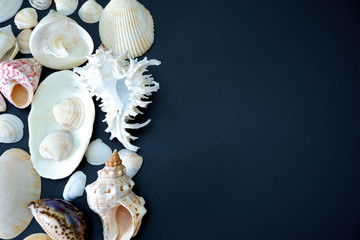 Composition of exotic sea shells on black background close up view with free space for custom text