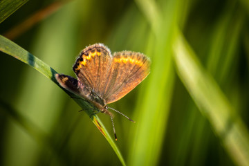 Macro shot of butterfly on grass on a meadow 