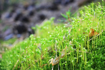 Green moss in the forest