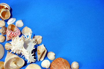 Composition of exotic sea shells on blue background close up view with free space for custom text