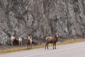 Four bighorn sheeps standing on roadside in jasper national park