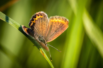 Macro shot of butterfly on grass on a meadow 
