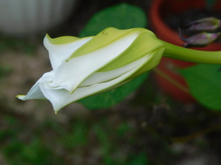 Moonflower