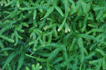 natural concept. close up fern leaves green foliage. beautiful fern leaves background.