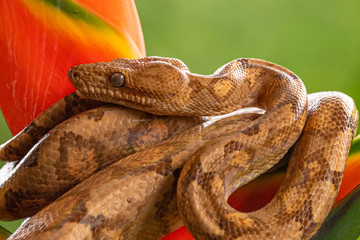 Boa (Corallus annulatus). Parque Nacional Volcan Arenal. Costa Rica