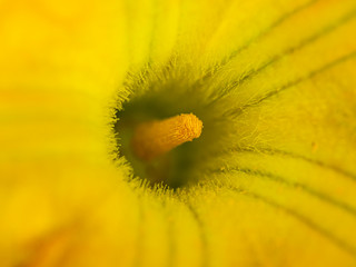 flor amarilla con detalle de su interior