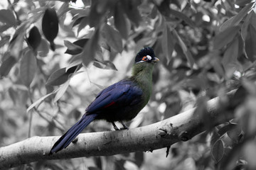 Tauraco hartlaubi bird