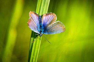 Macro shot of butterfly on grass on a meadow 