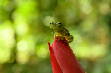 Ghost Glass Frog. Found in Costa Rica panama south america.