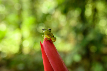 Ghost Glass Frog. Found in Costa Rica panama south america.