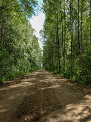 Fototapeta premium beautiful green birch alley