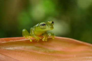 Ghost Glass Frog. Found in Costa Rica panama south america.
