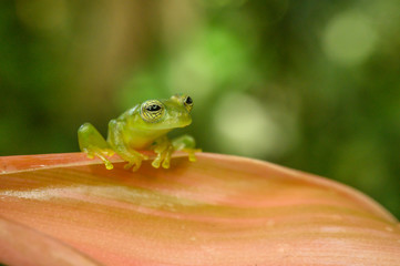 Ghost Glass Frog. Found in Costa Rica panama south america.