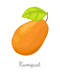 Kumquat exotic juicy fruit vector isolated, fairly cold-hardy citrus. Tropical edible food, dieting illustration, vegetarian icon full of vitamins