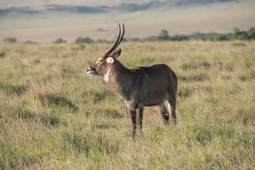 side profile of male waterbuck in the Masai Mara