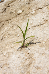 Lonely plant on clay dry soil.  Close-up Texture. 