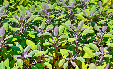 Beautiful floral background close up view