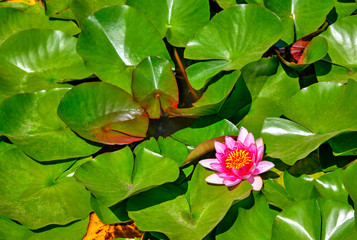 Beautiful view with water lily in the lake