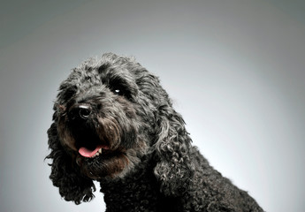 Portrait of an adorable pumi looking curiously at the camera - isolated on grey background