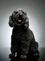 Studio shot of an adorable pumi looking curiously at the camera