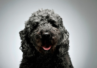 Portrait of an adorable pumi looking curiously at the camera - isolated on grey background