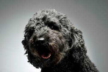Portrait of an adorable pumi looking curiously at the camera - isolated on grey background