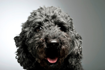 Portrait of an adorable pumi looking curiously at the camera - isolated on grey background