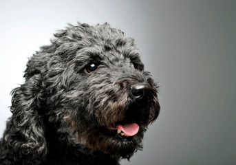 Portrait of an adorable pumi looking curiously - isolated on grey background