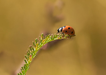 Ladybug