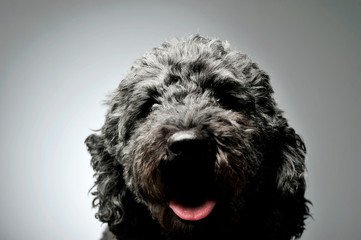 Portrait of an adorable pumi looking curiously at the camera - isolated on grey background